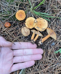 Lactarius tabidus