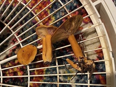 Lactarius tabidus
