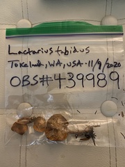 Lactarius tabidus