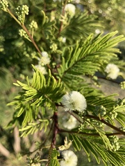 Acaciella