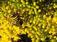 Megacyllene robiniae