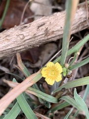 Cucumis cinereus