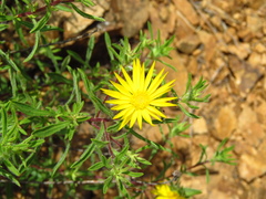 Heterotheca stenophylla