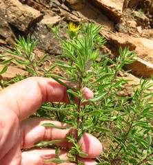 Heterotheca stenophylla