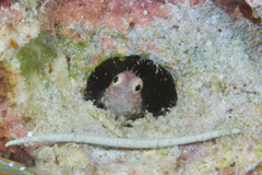 Salarias segmentatus