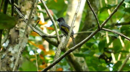 Ashy Bulbul (Hemixos flavala), photo 9
