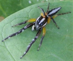 Mopsolodes australensis