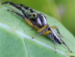 Mopsolodes australensis