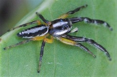 Mopsolodes australensis