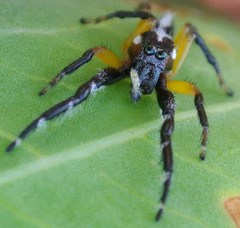 Mopsolodes australensis