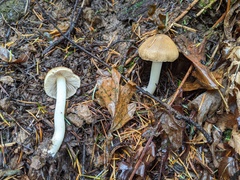 Inocybe mixtilis