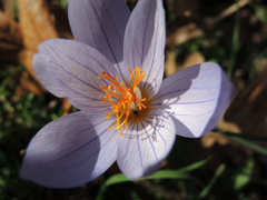 Crocus pulchellus