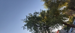 Ziziphus jujuba
