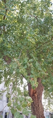 Ziziphus jujuba
