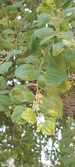 Ziziphus jujuba