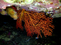 Melithaea zimmeri