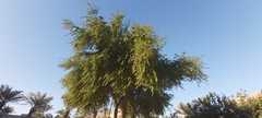 Ziziphus jujuba