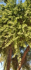 Ziziphus jujuba