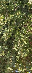 Ziziphus jujuba
