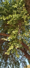 Ziziphus jujuba