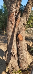 Ziziphus jujuba