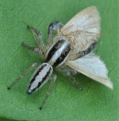 Mopsolodes australensis