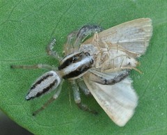 Mopsolodes australensis