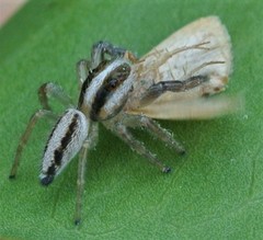 Mopsolodes australensis