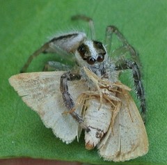 Mopsolodes australensis