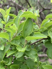 Premna mooiensis