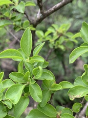 Premna mooiensis