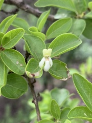 Premna mooiensis