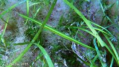 Siphonognathus argyrophanes