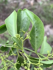 Pristimera longipetiolata