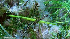 Siphonognathus argyrophanes