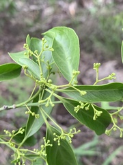 Pristimera longipetiolata