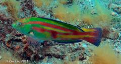 Patrician Wrasse photo 4