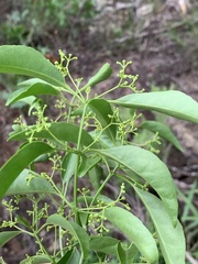 Pristimera longipetiolata