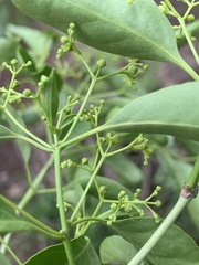 Pristimera longipetiolata