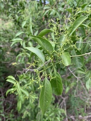 Pristimera longipetiolata