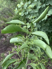 Pristimera longipetiolata