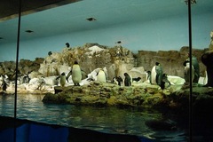 Aptenodytes forsteri