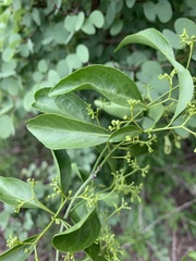 Pristimera longipetiolata