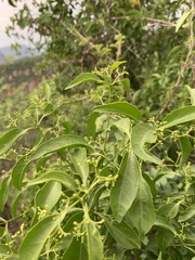 Pristimera longipetiolata