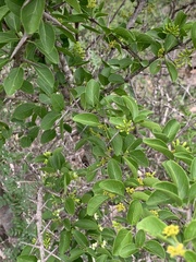 Plectroniella armata