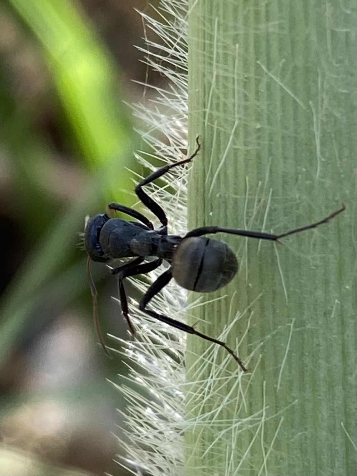 Orthonotomyrmex