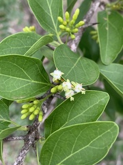 Plectroniella armata