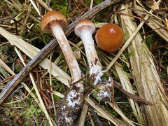 Cortinarius causticus