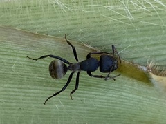Orthonotomyrmex