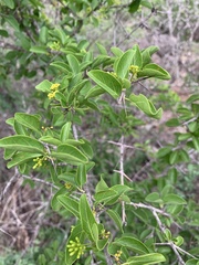 Plectroniella armata